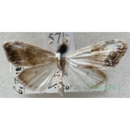 Nola chlamitulalis Hübner, 1813 Slovakia57k